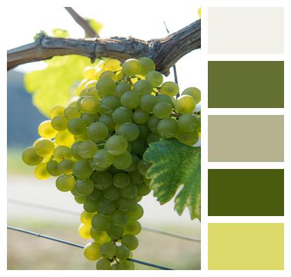 Wine Growing Wine Grapes Image